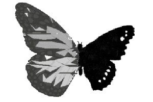 The butterfly suspecT's logo