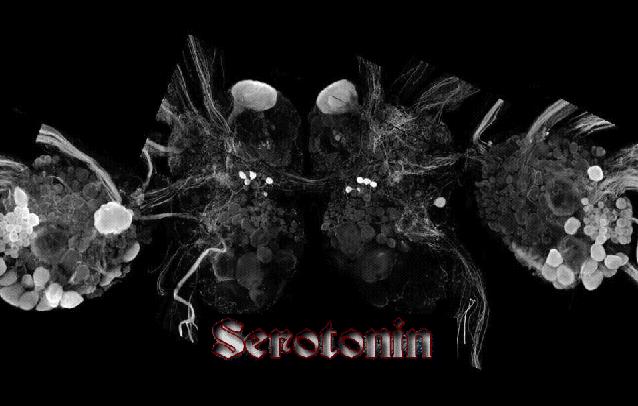 Serotonin's logo